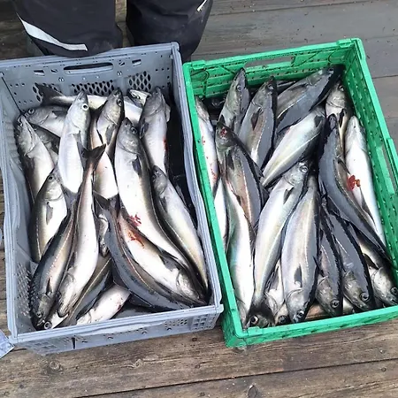 Feriehus Gunnarhytta, *